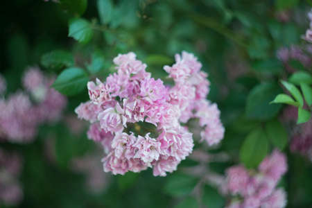 blooming pink rose flower, in the sunlight, on a natural green background. view from above. Natural...