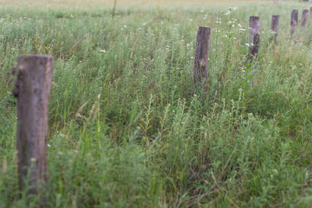 Line of new fence posts ready to take the fence panels fence posts, lined up along, vintage wooden fence posts, in the grass. Natural backgroundの写真素材