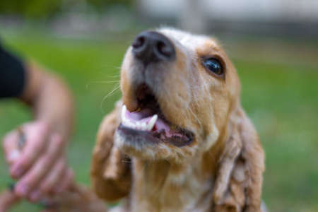 spaniel claw grooming dog nails in nature. on a green background. Cut your dog's nails groomer haircut Cocker Spaniel on the table for grooming in the beauty salon for dogs. grooming and dog care concept. Clipping a dog's claws close upの写真素材