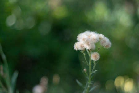 Blown dandelion bouquet of small dandelion flowers, on a green background. Natural bokeh background, green texture. Copy spaceの写真素材