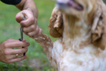 spaniel claw grooming dog nails in nature. on a green background. Cut your dog's nails groomer haircut Cocker Spaniel on the table for grooming in the beauty salon for dogs. grooming and dog care concept. Clipping a dog's claws close upの写真素材