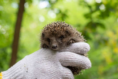 holds a small hedgehog in gloves. On a green bokeh background. Wildlife, spiny thorns of a hedgehog in the hands of a guy, holding him in gloves Little Hedgehog on handsの写真素材