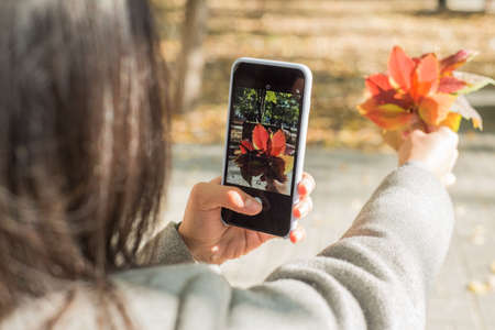 Two beautiful young indian sisters sitting on a bench, photograph autumn beautiful maple leaves on a smartphone.の写真素材