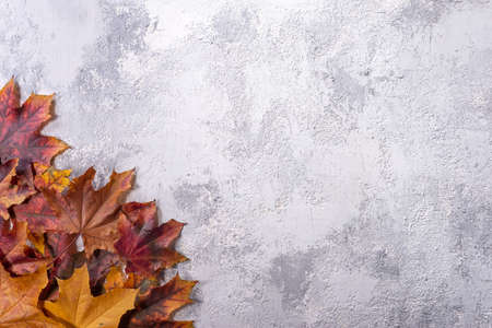 autumn leaves on gray-white decorative plaster texture Wood Background White Leaves, Grain Texture,...