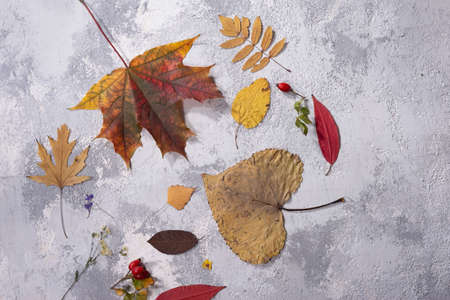 autumn flatlay top view. objects on gray-white texture. autumn leaves. holiday gift Autumn...
