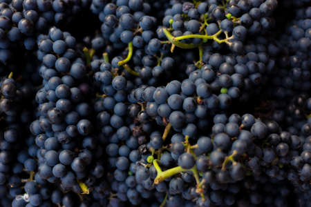 close-up of a heap of blue grapes, texture, natural fruit composition.