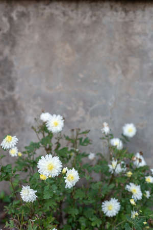 flowers of white chrysanthemum on the background of an old vintage wall, street entrance of the...