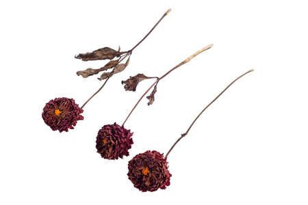 Dahlia flowers dry isolate on white background red flowers on a white background for designの写真素材