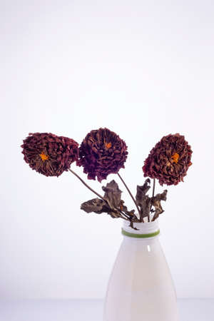 several dry dahlia flowers in a white plastic bottle on a white background. Environmental plastics...