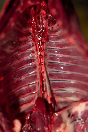 a cut hare, a hare's ribcage without internal organs. ribs from the spine.の写真素材