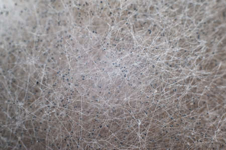 Mold background. Macro shot of mold. Mold spores in agar-agar. A mold or mold is a fungus that grows...