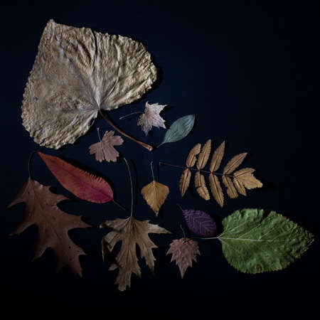 creative autumn composition of autumn leaves on black background.の写真素材