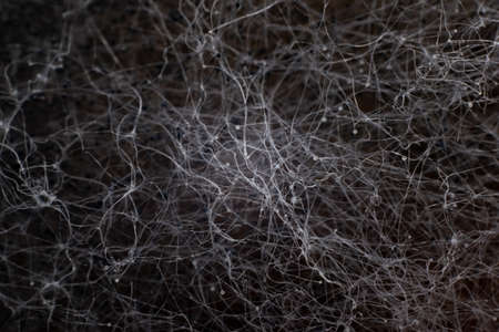 abstraction background black neural network. Filaments of black and white mold close-up.の写真素材