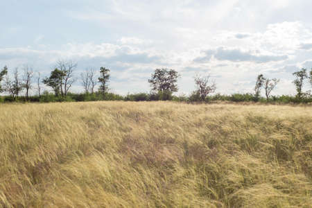 countryside landscape fields in summer with yellow dry grass august ukraine.