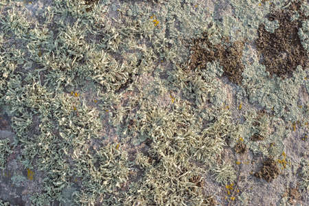 The old concrete abstract texture with cracks and green mold.