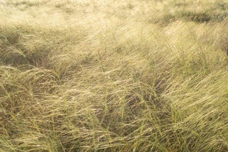 grassland background yellow grass in the field landscape rustic.