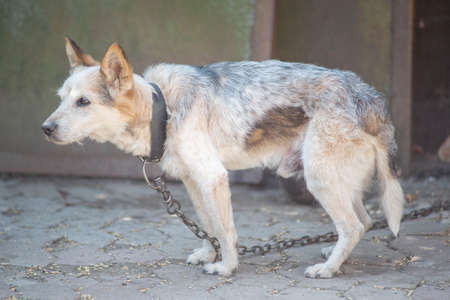 old small yard dog on a chainLonely hungry dog on a chain in the courtyard.