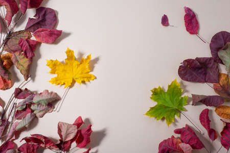 autumn colorful background of leaves on a beige background. Modern colors.