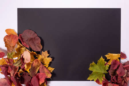 autumn composition of colored autumn leaves on a black square frame on a white background.の写真素材