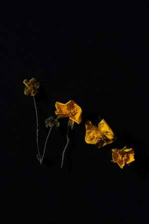 concept made from yellow flowers on black background.