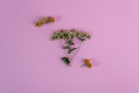herbarium of spring flowers on a pink background.