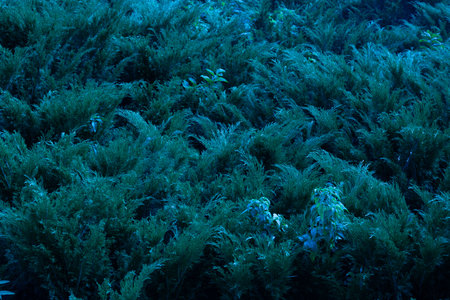 Juniper hedge texture in dark green tones, close up.