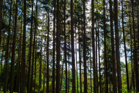 texture of trees in the forest landscape of tree trunks in summer.
