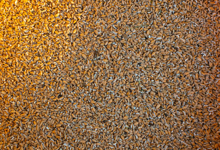 Wheat grains as agricultural background. Wheat grains texture, top view.