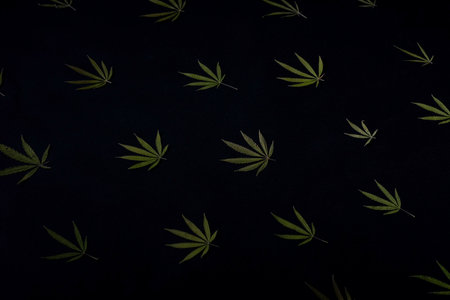 cannabis leaf pattern on black background texture.の写真素材