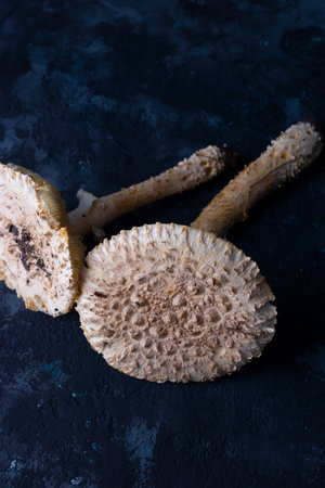 large white mushrooms on a dark background.の写真素材