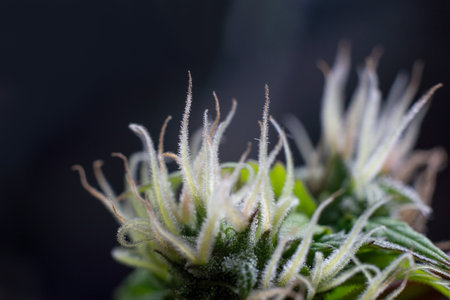 Cannabis fowering plant on dark green background. Long horizontal banner with marijuana hemp in colored light with purple hue. Coseup photo with cannabis bud in modern style with empty place for text.の写真素材