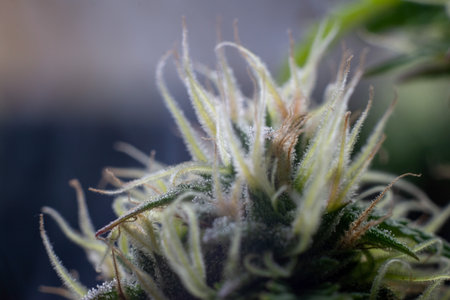 Cannabis fowering plant on dark green background. Long horizontal banner with marijuana hemp in colored light with purple hue. Coseup photo with cannabis bud in modern style with empty place for text.の写真素材