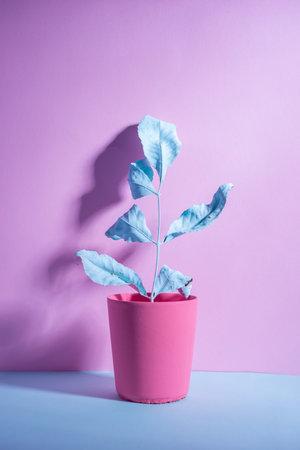 pink purple creative minimalistic still life surreal composition.の写真素材