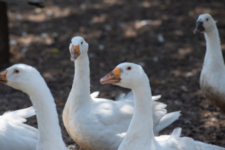 flock of domestic white geese in the village.の写真素材