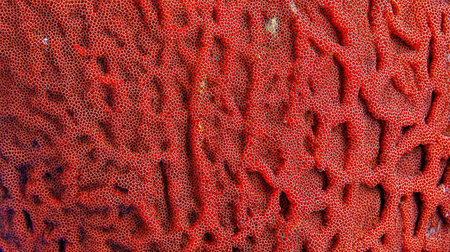 Close up of red coral fossil texture backgroundの素材