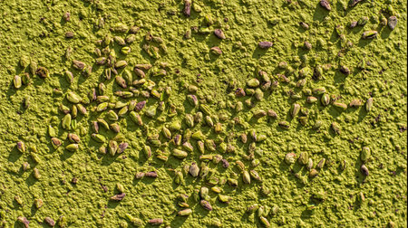 Pistachio nut seeds isolated. Pistachio nut seeds texture background.の素材