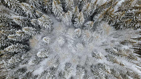 Aerial top view winter forest with fresh snow and white trees in rural Sheregesh, Drone photo.の素材