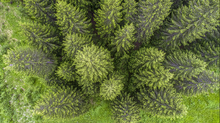 Aerial view of green summer forest with spruceの素材