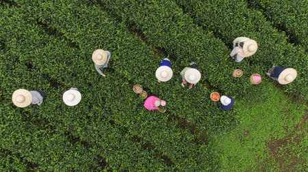 An ethnic Muong woman harvesting green tea. Travel and agriculture concept.の素材