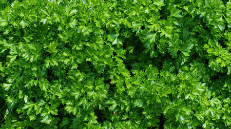 Parsley grows in the garden. Green leaves of parsley.の素材