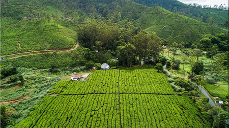 tea field and harvesting view from above.の素材