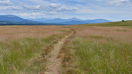 Beautiful Summer landscape in with tall green mountains, and a hiking trail through green alpine meadows with white wildflowers.の素材