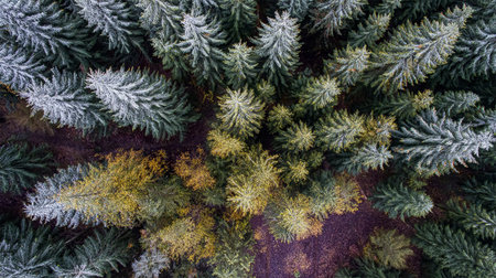 Aerial view of green summer forest with spruceの素材
