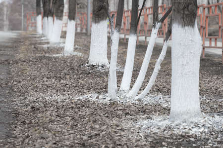 protection of tree trunks in springの写真素材