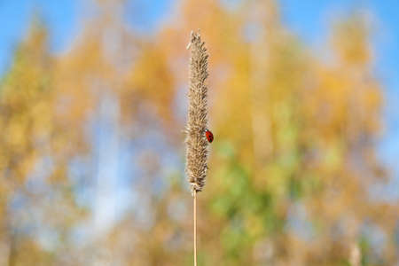 golden autumnの写真素材