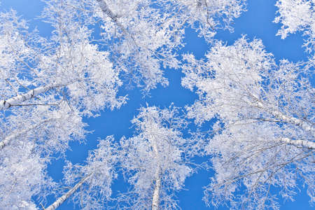 branches in silver