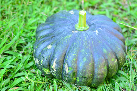 A large green pumpkin lies on the green grass in the garden close-up