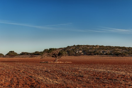 one tree stay on the red field. Cyprus.