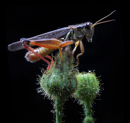 A close up of the grasshopper on flower bud  Isolated on black  