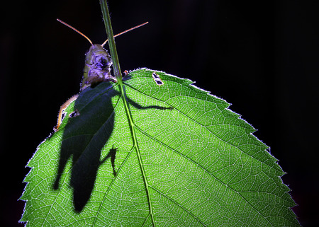 The shadow of grasshopper on green leaf  の写真素材